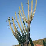 Pontinos Míloi