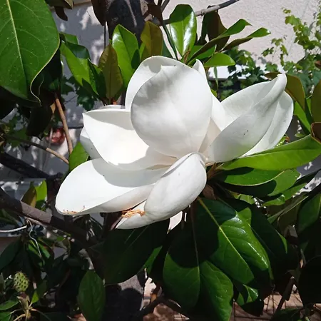 Pontinos Prázdninový dům Míloi