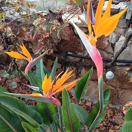 Pontinos Holiday home