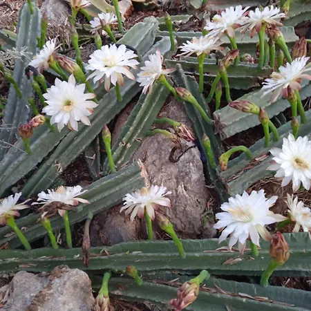 Prázdninový dům Pontinos Míloi