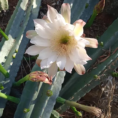 Pontinos * Miloi (Argolis)