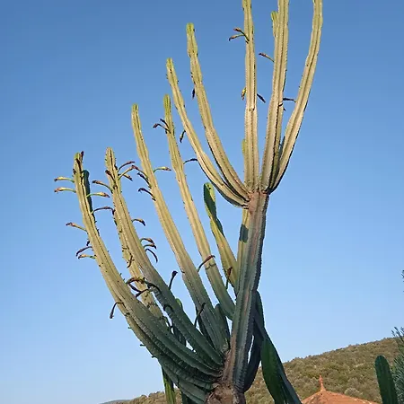 Pontinos Miloi (Argolis)