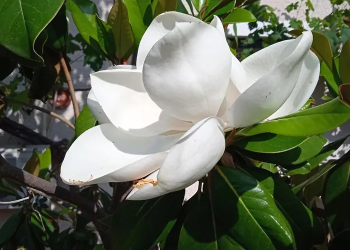 Pontinos Nyaraló Míli