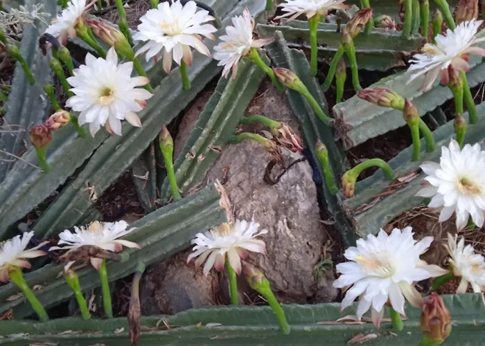 Nyaraló Pontinos Míli